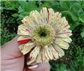 cinija candy stripe
