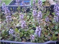 ajuga