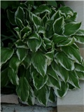 hosta