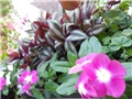 vinke roze