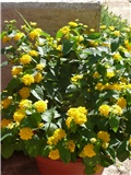 lantana