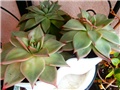 echeveria7