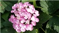 hortenzija