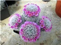 mammillaria herrerae