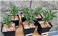 Adenium swazicum 