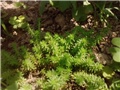sedum