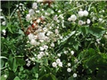 gipsofila
