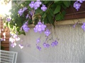 clerodendrum