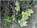 sitnolisni varijeteti euonymusa