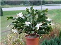 schlumbergera truncata hybrid
