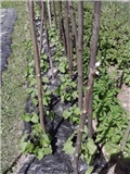 grah kolci