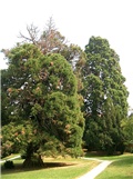 Sequoiadendron giganteum (slika od člana sequoiadendrona)