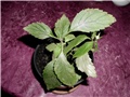 achimenes1