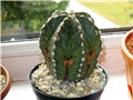 Astrophytum ornatum - hybrid