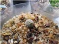 pseudolithos migiurtinus