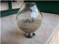 mammilaria gracilis