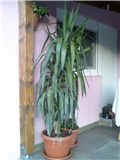 Yucca aloifolia ( juka, drvo života )