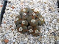 lithops - Ž. Baljkas