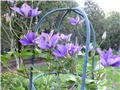 Clematis