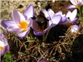 Crocus