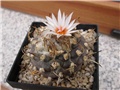 Turbinicarpus  schwarzii