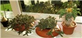 edithcolea, namaquanum
