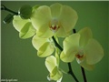 phalaenopsis