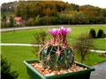 Ferocactus latispinus 