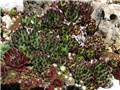 Sempervivum 