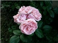  roze ruže