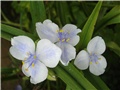 Tradescantia