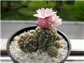 Gymnocalycium bruchii