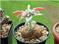 Sinningia  leucotricha