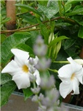 mandevila