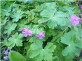 geranium