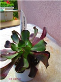 aeonium 16