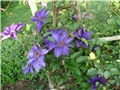 clematis
