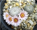 mammillaria pectinifera