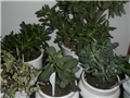 crassula