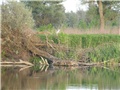 Biljsko jezero - stara Drava