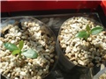 pachypodium abongense
