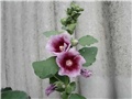 alcea rosea2
