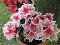 Rhododendron