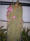 kaktusi