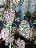 Hypoestes