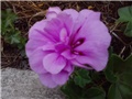 ljubičaste pelargonije