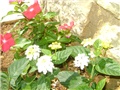 lantana