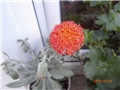 senecio