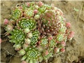 Sempervivum3