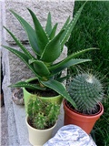 Mammillaria spinosissima Un Pico, Aloe ciliaris